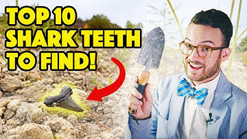 Top 10 SHARK TEETH You Can Find! (Professional Level Identification!)
