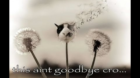 Touhou 14 ~ Double Dealing Character: Reimu B Lunatic No Bomb