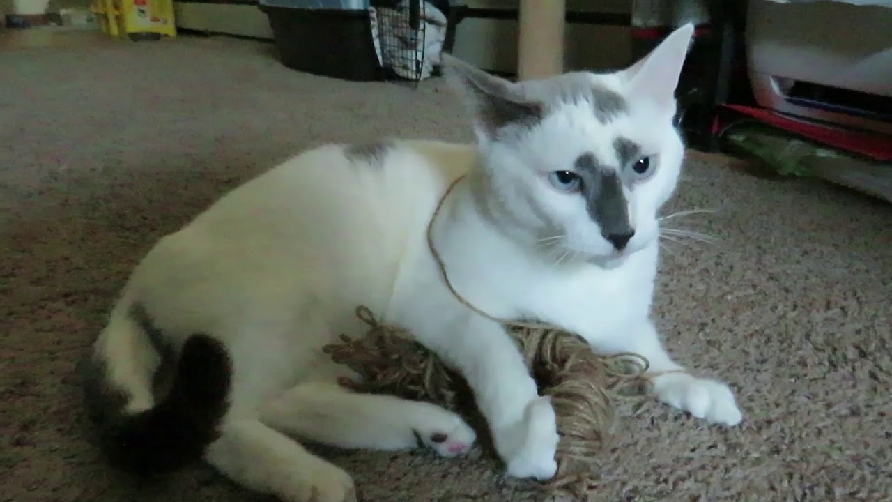 cat rough playing with twine YouTube