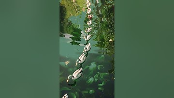 How many ducks there are?  #puzzlechallenge #thinkoutsidethebox #brainteaser