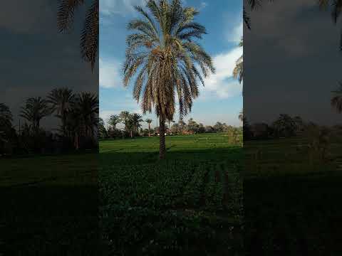 جمال الطبيعه في الريف المصري متنساش تحط لايك واشترك في القناه