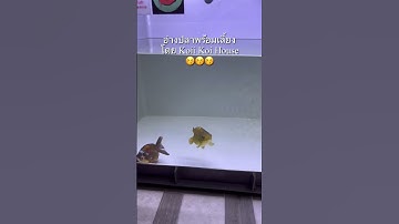 อัพเกรดอ่างปลาเกเร โดย Koii Koi House #ปลาทอง #goldfish #จุกน้อย #shorts EP172