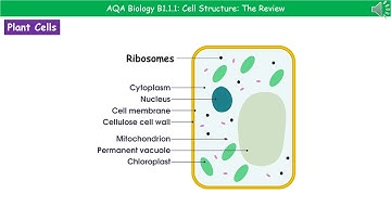 AQA Biology B1.1.1 - Cell Structures