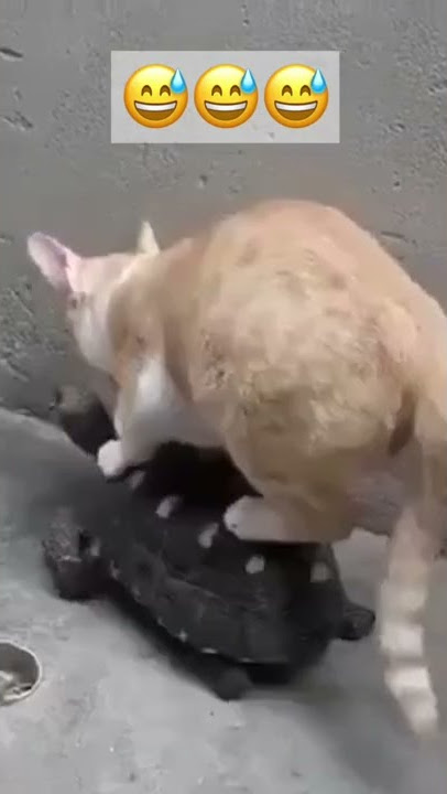Kucing Naik Kura Kura | Cat Riding Turtle