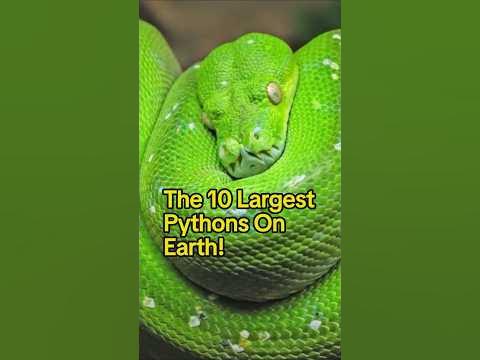 “THE 10 LARGEST PYTHONS ON EARTH” 🐍🌎 @FactsMatter695 #FactsMatter # ...