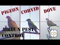 Pigeon corvid dove  airgun pest control