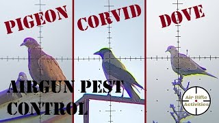 Pigeon Corvid Dove - Airgun Pest Control