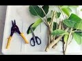 banyan plant from cuttings