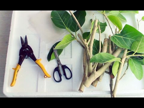 banyan plant from cuttings