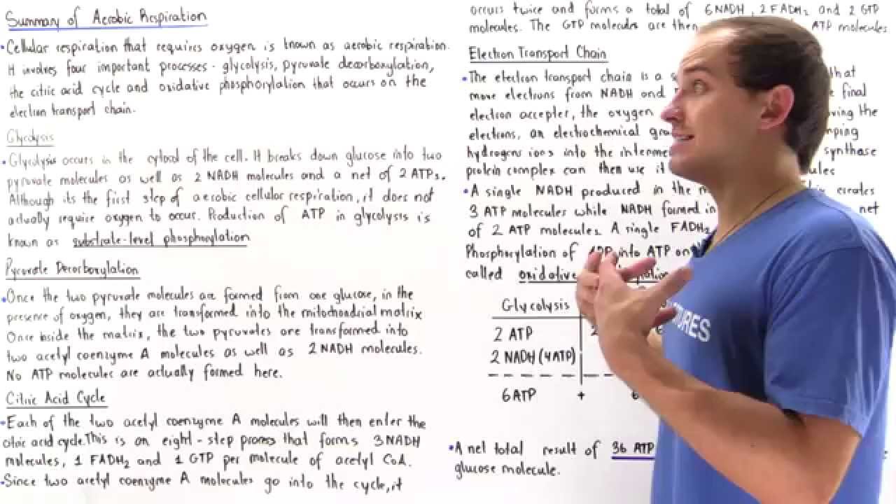 Summary of Aerobic Respiration