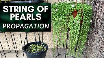 String of Pearls Plant Propagation Method and Tips | M and MM Plants