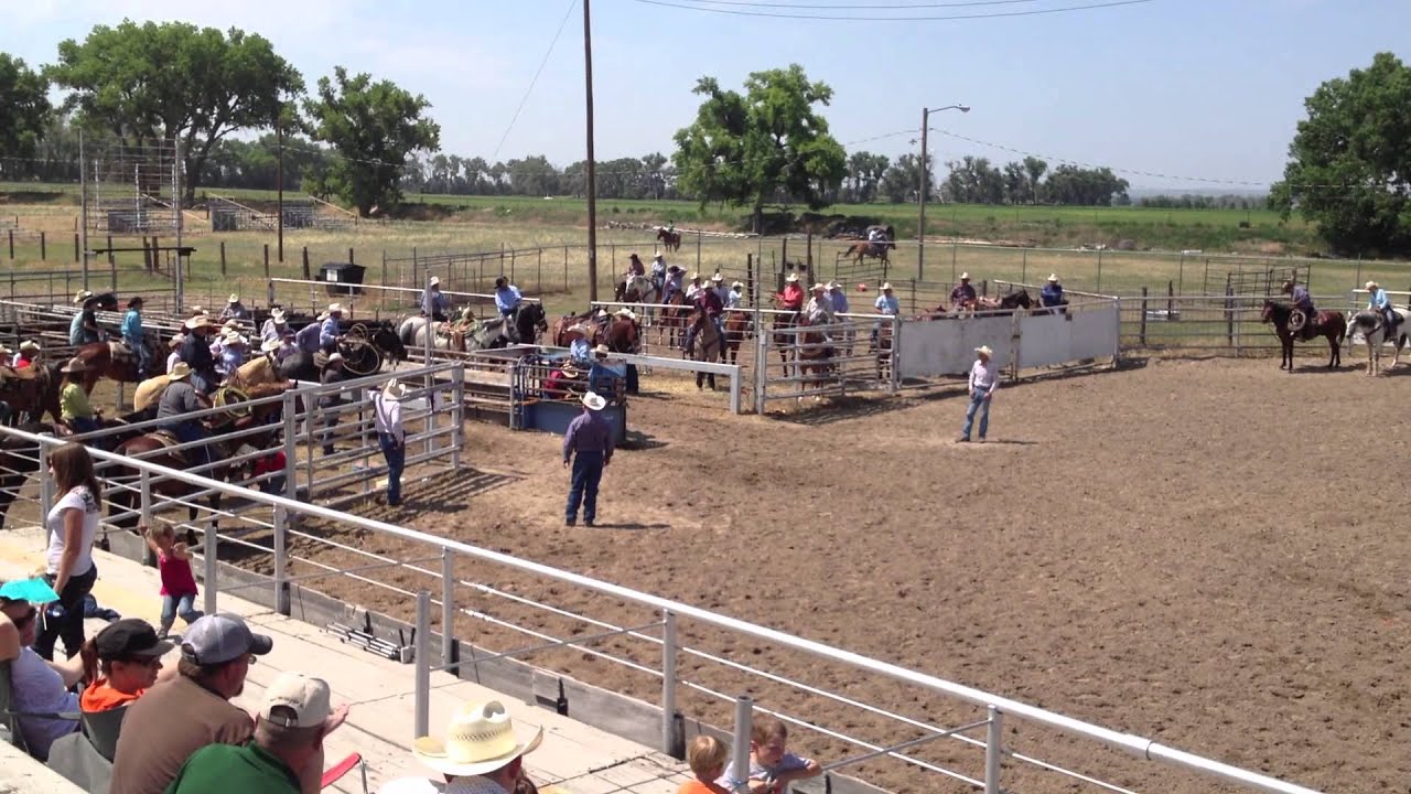 Calf Roping Horse for Sale YouTube