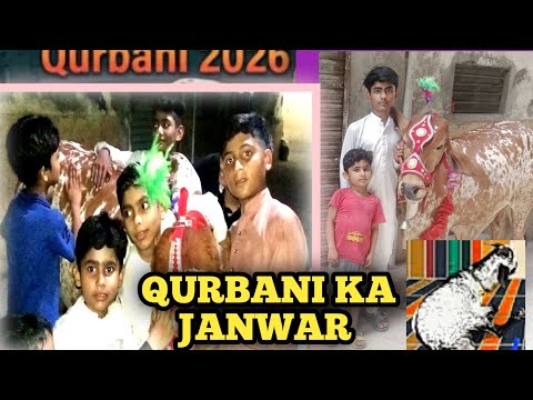 QURBANY KA JANWAR  🥰🤩🥳|QURBANY||bull||goat||bakra|