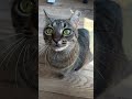 Pawnee video