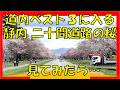 静内の「北海道ベスト３」に入る「二十間道路の桜」を見に行ったら・・・