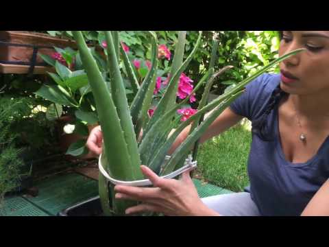 Vídeo: Cultiu de plantes d'àloe vera: com cuidar una planta d'àloe vera