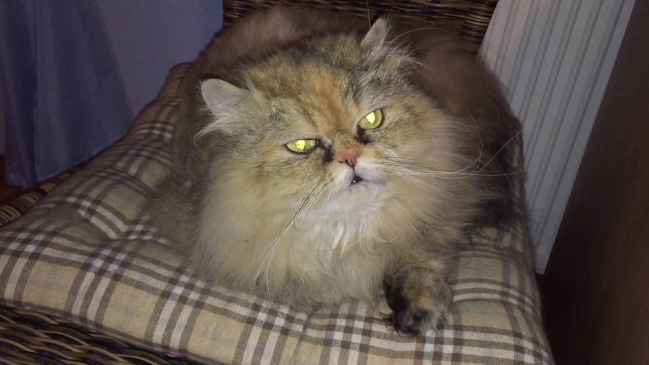 Cat Raving Lino as Raving Cat - YouTube