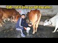 अब नहीं कहोगे कि देसी गाय दूध नहीं देती|Top cow sahiwal Gir Full Milking @ Dairy farm