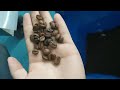 AMD Color Sorting/Sortex Machine Solution for Coffee Beans(Arabica,Robusta/Canephora etc)