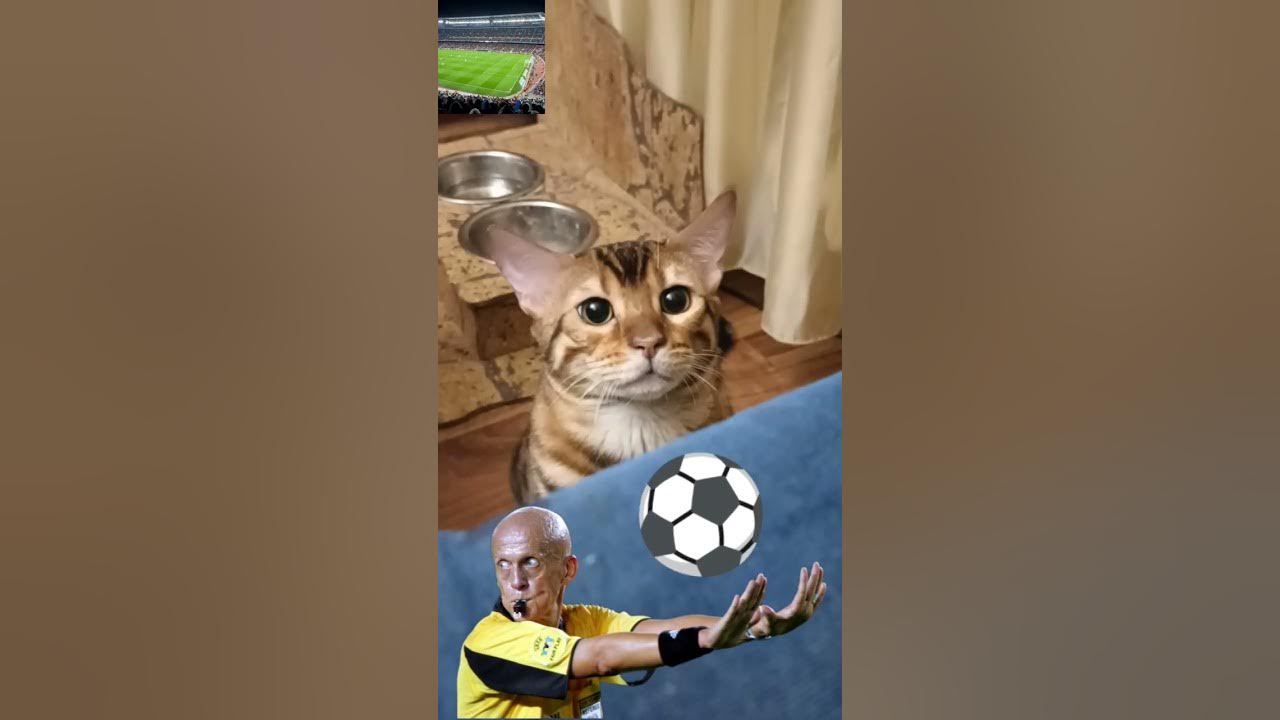КотАсик. Кот и футбол (футбольный матч). #cat #кот #футбол #матч - YouTube