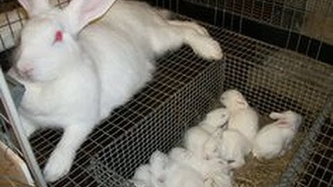 Rabbit Husbandry - Lionhead Rabbit Babies in a Dropdown Nest Box!