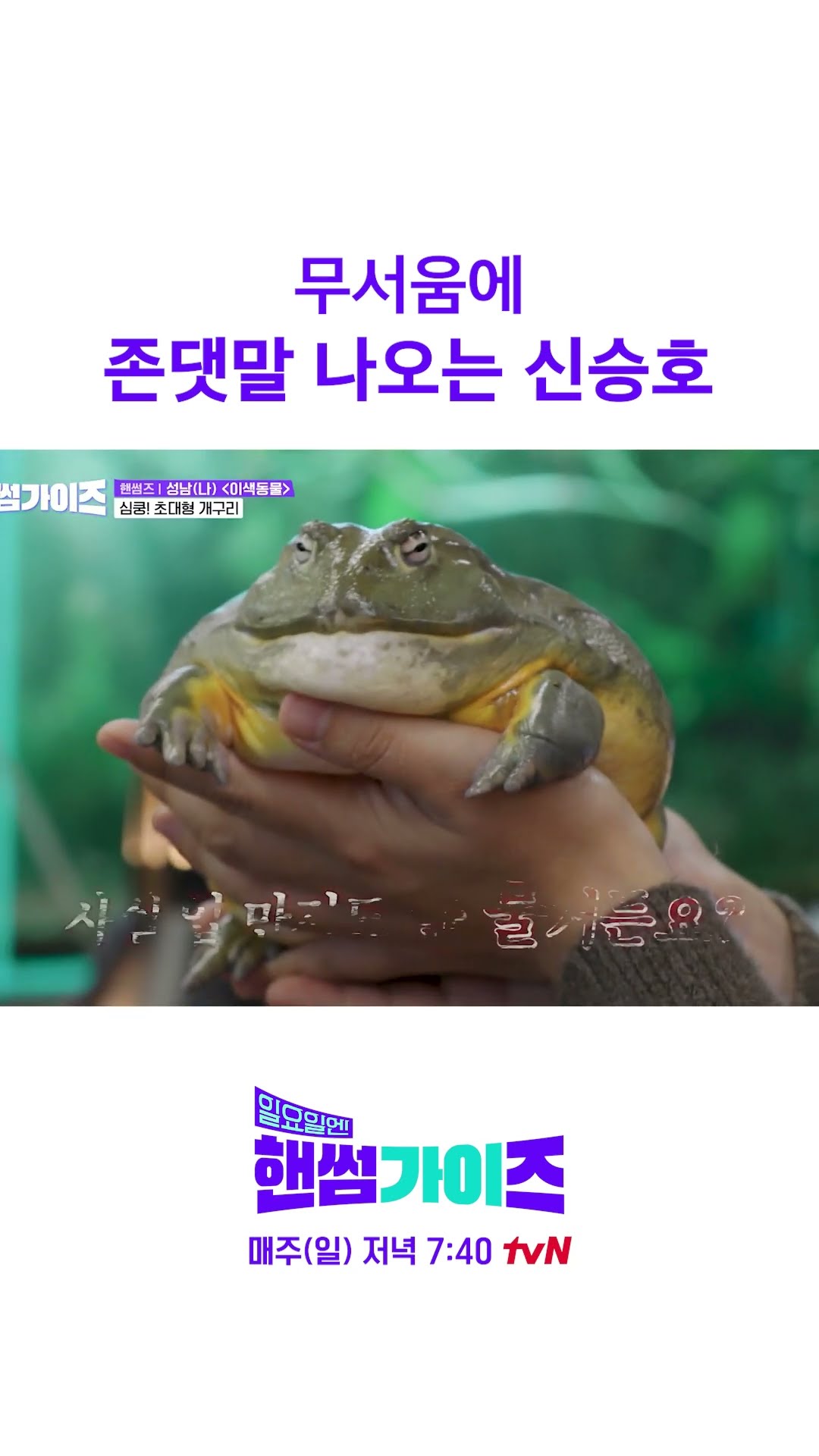 이 개구리를 본 사람: 너무 무서워 #일요일엔핸썸가이즈