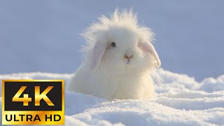 11 Hours Of Animals In Winter Wonderland And Soothing Music for Relaxation [4K] by Tiny Paws 1,546 views 1 month ago 11 hours, 58 minutes