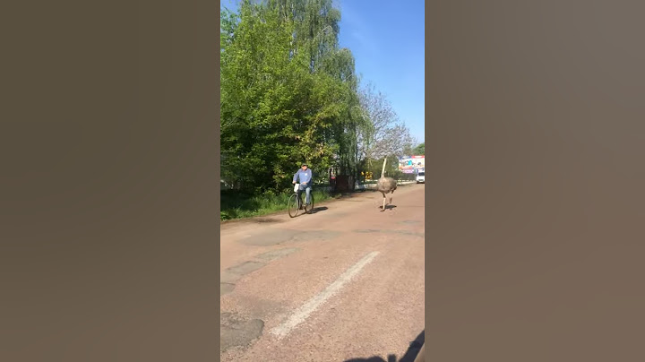 Житомирські страуси