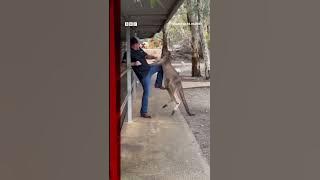 Tourist fights off feisty kangaroo in Australia. #Shorts #Australia #Kangaroo #AnimalPark #BBCNews
