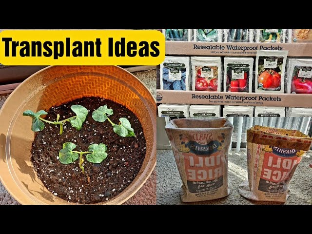 Seeds Germination USA Tamil vlog - Transplant Seedlings -  DIY Grow Bags - Gardening Ideas Tamil | Food Tamil - Samayal & Vlogs