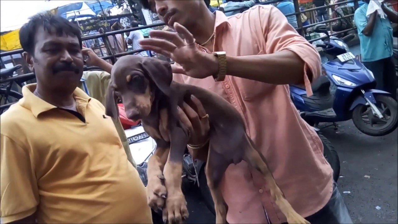 dogs barking video Alert & Energetic Doberman Puppy for Sale At Galiff street Kolkata