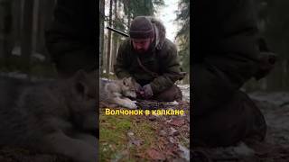Тише малыш, потерпи чуть чуть | Охотник спас волка #animalrescue #wolf #animals