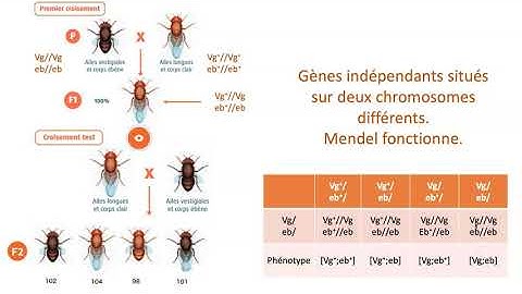 Gènes indépendants, gènes liés avec ou sans Crossing over