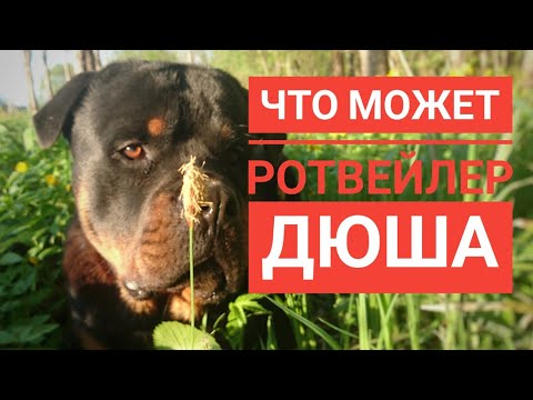 ГОДОВАЛЫЙ РОТВЕЙЛЕР ДЮША И ЕГО ИГРЫ.Воспитание и дрессировка собак