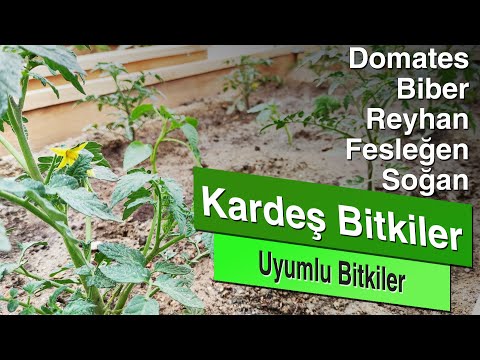 Kardeş Bitkiler | Uyumlu Bitkiler | Domates - Biber - Fesleğen - Reyhan - Soğan