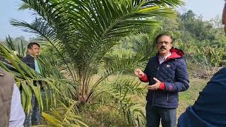 How to Cultivate Oil Palm | Maintenance & Treatment of Disease | By Dr. MV Prasad (Scientist).