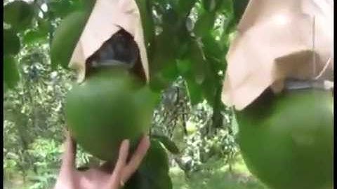 BƯỞI HỒ LÔ TÀI LỘC