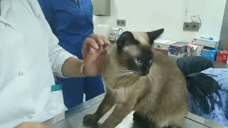 siamese cat is at the vet, follow to the end 💯🐈 by Suchi-Cat 146 views 2 years ago 8 minutes, 39 seconds