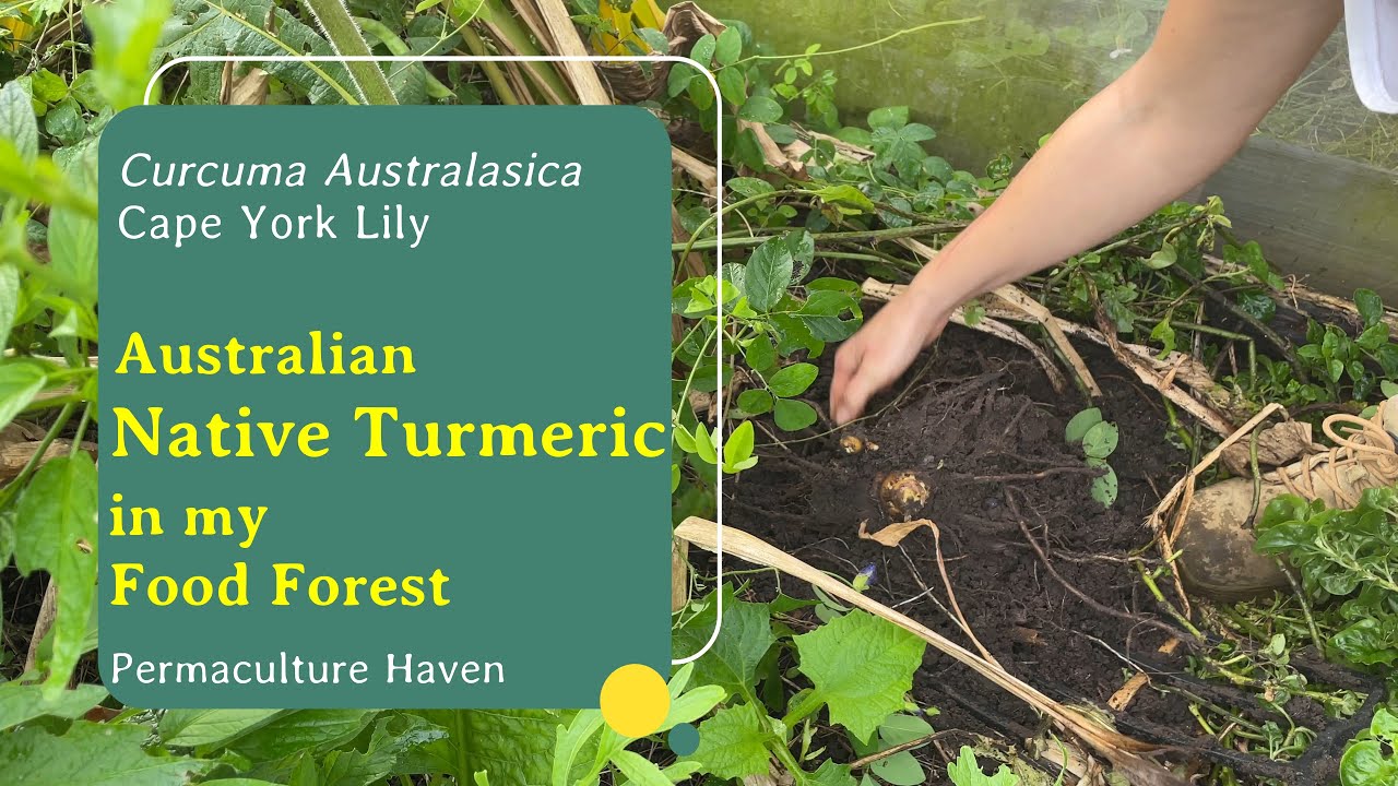 Australian Native Turmeric Harvest - Curcuma Australasica - Cape York ...