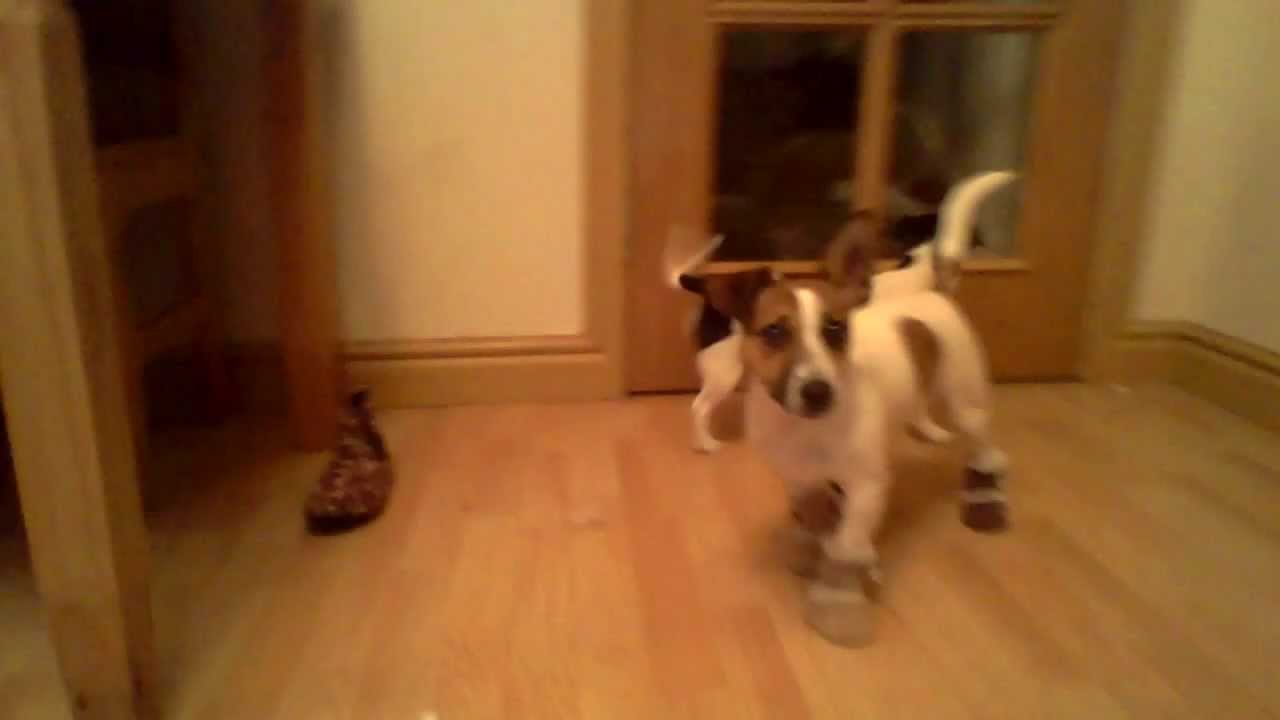 Jack Russell dog wearing shoes My pet puppy's ugg boots YouTube