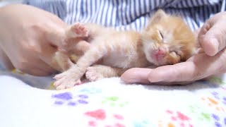 突然、子猫がおもらししちゃった。お腹のマッサージ中に子猫の尿意が・・・【赤ちゃん猫　保護猫】