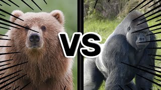 Bear vs Gorilla - Ultimate Reaction