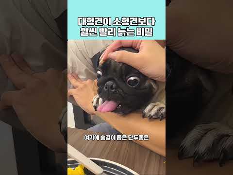 대형견이 소형견보다 훨씬 빨리 늙는 비밀 #강아지 #동물#shorts thumbnail