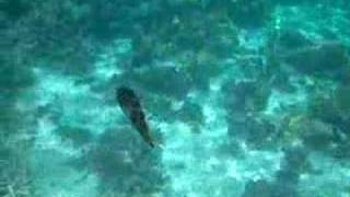 Swimming with squids in Mauritius