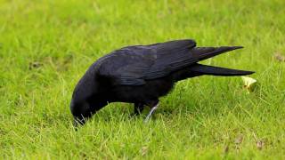Foraging Crow Corvus Brachyrhychos With Background Caws 10Apr2010