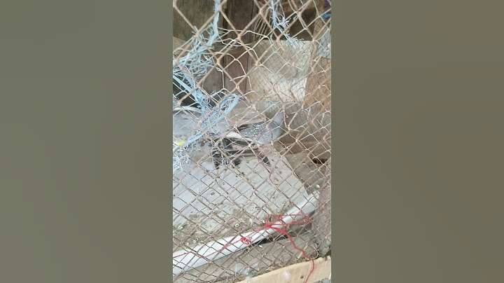 #viral #beautiful #video #beautifulscene #cute #excited #funnyvideo #duck #ny