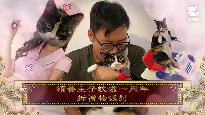 蚊滋初下海！老東推貓車！28/10 《國家級任務》- 領養主子蚊滋一周年拆禮物派對