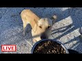 Breakfast for Otis and his girlfriend! - Takis Shelter