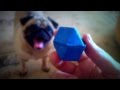 Funny pug play with toy(мопс играет с игрушкой)!