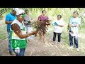 SEGUNDA CHARLA GRUPAL - TEMA: MORFOLOGÍA DE LA PALMA ACEITERA EN LA LOCALIDAD DE S.J. DE CAÑUTILLO